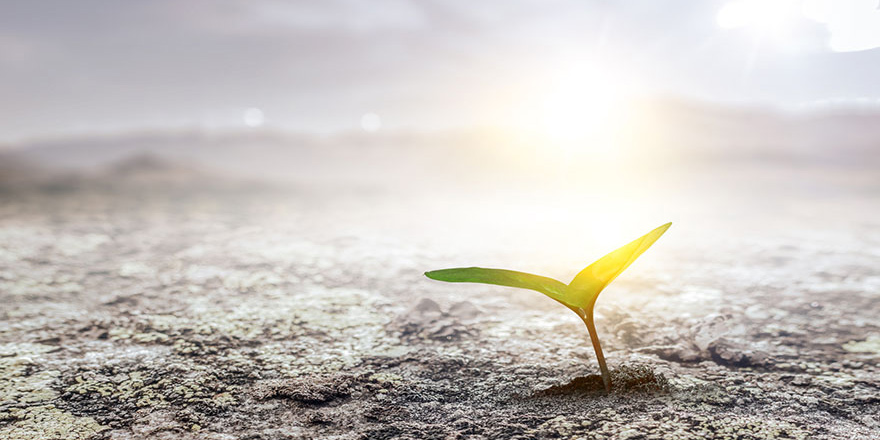 SeedingPlantIntheGround